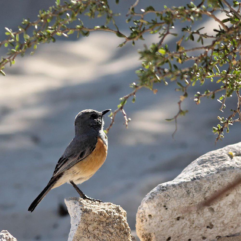 马岛鸲鸫 / Littoral Rock Thrush / Monticola imerina