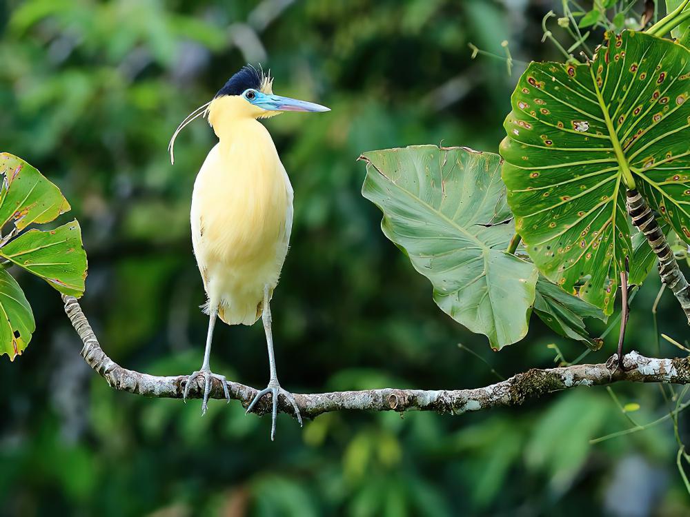 蓝嘴黑顶鹭 / Capped Heron / Pilherodius pileatus