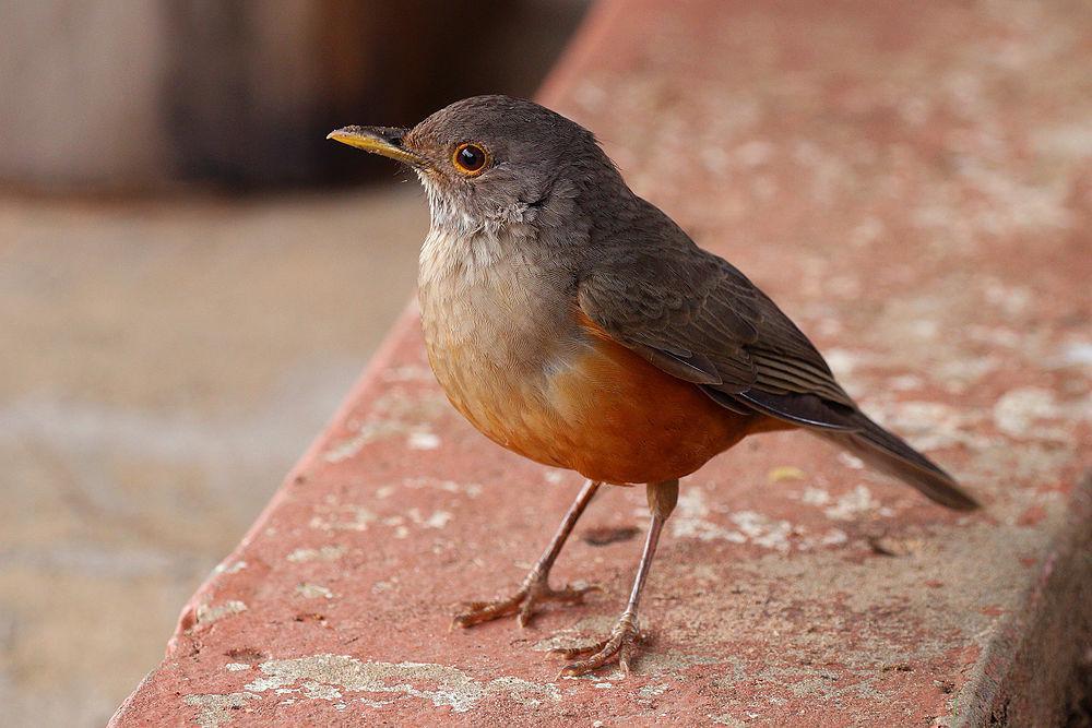 棕腹鸫 / Rufous-bellied Thrush / Turdus rufiventris