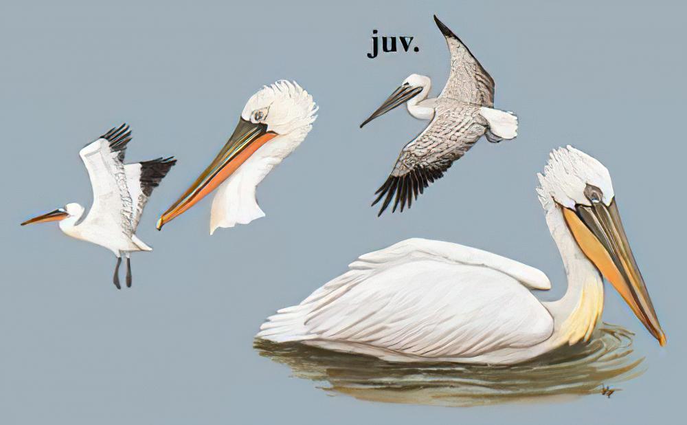 卷羽鹈鹕 / Dalmatian Pelican / Pelecanus crispus