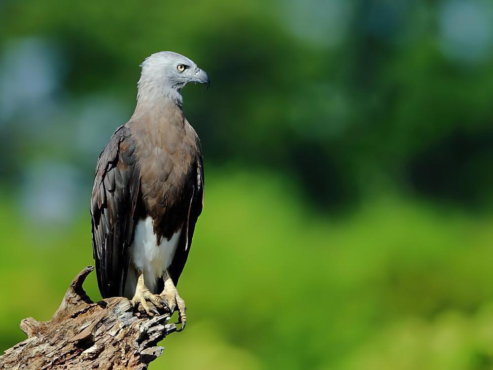 灰头鱼雕 / Grey-headed Fish Eagle / Haliaeetus ichthyaetus