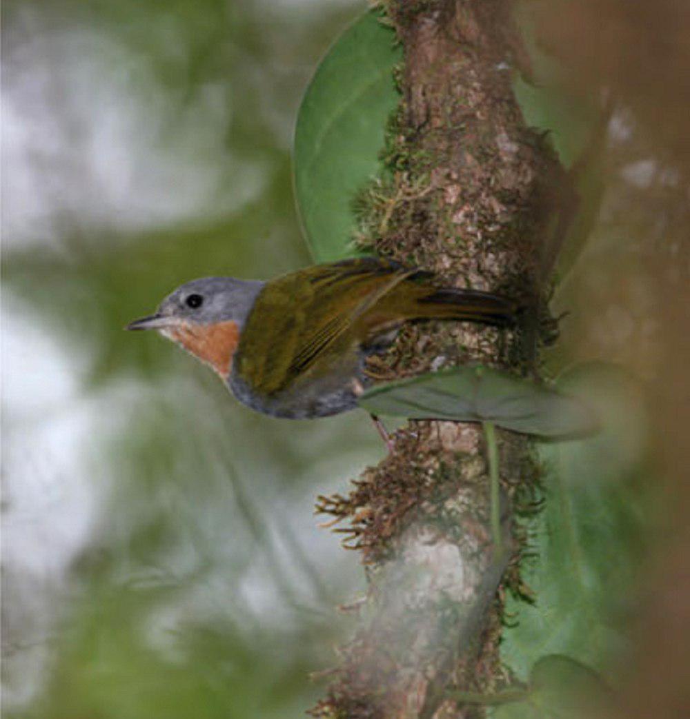 马丹绣眼鸟 / Madanga / Anthus ruficollis