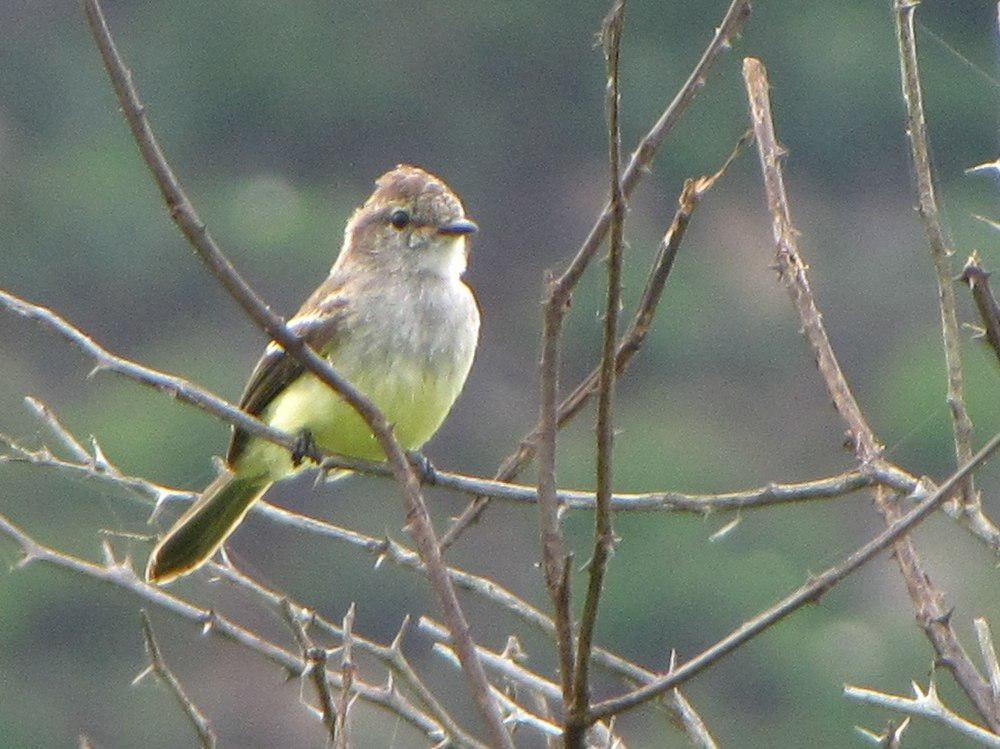 北灌丛霸鹟 / Northern Scrub Flycatcher / Sublegatus arenarum