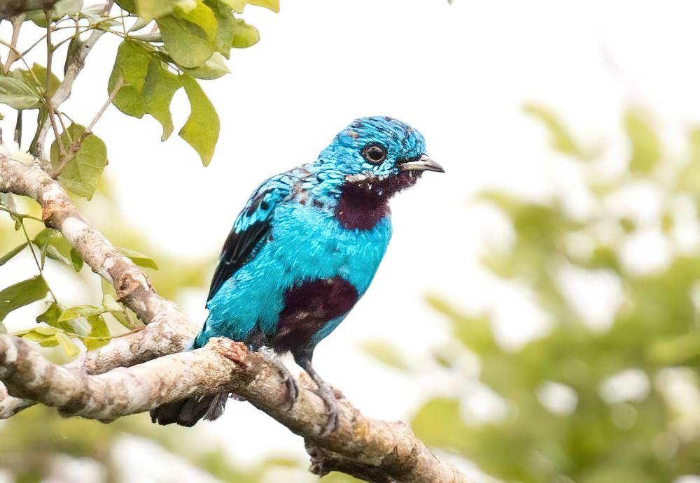 蓝伞鸟 / Blue Cotinga / Cotinga nattererii