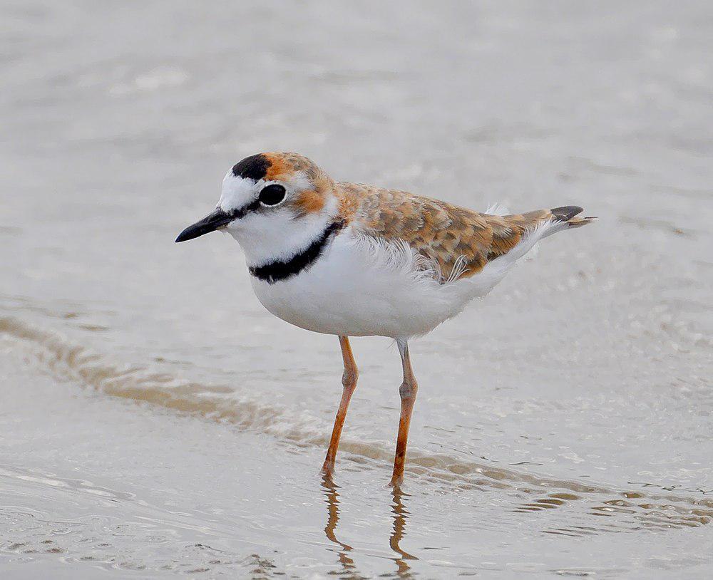 领鸻 / Collared Plover / Charadrius collaris