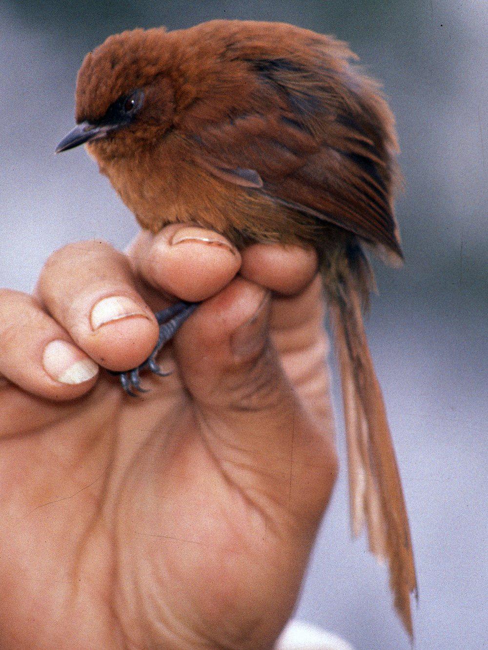 棕色针尾雀 / Rufous Spinetail / Synallaxis unirufa