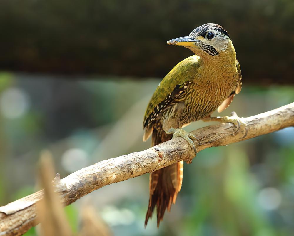 斑胸绿啄木鸟 / Streak-breasted Woodpecker / Picus viridanus