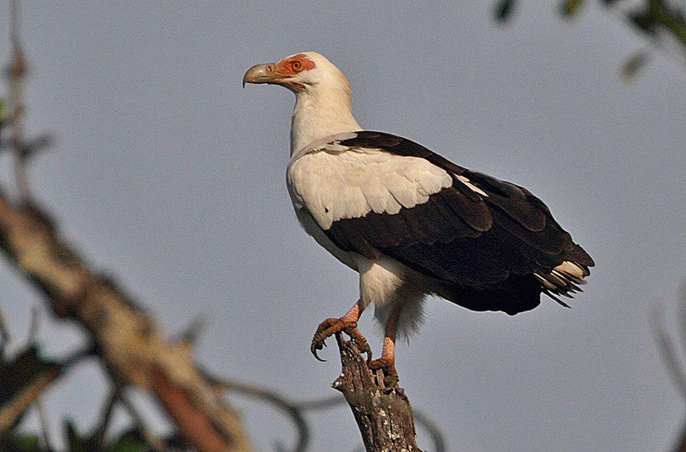 棕榈鹫 / Palm-nut Vulture / Gypohierax angolensis