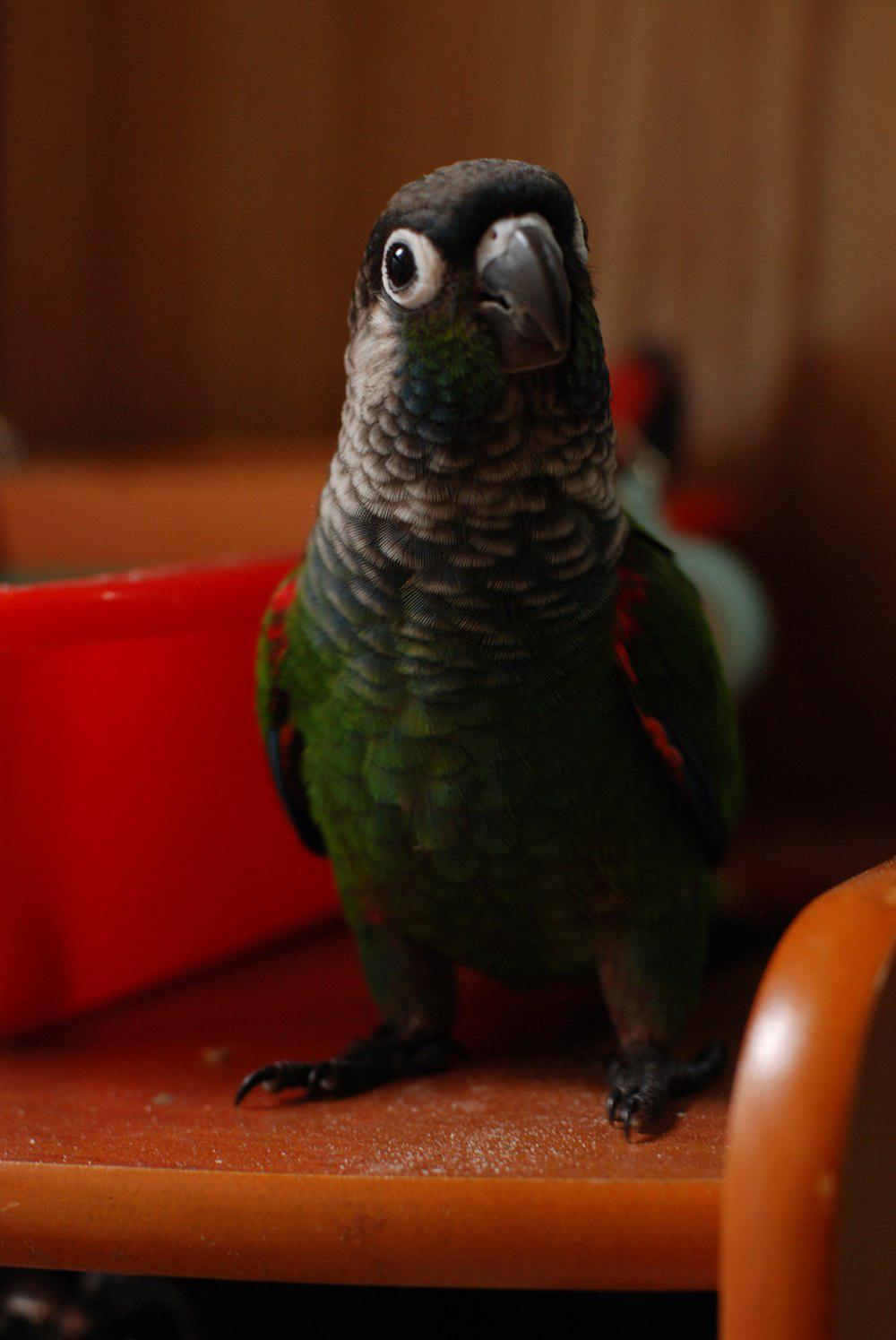 绯红腹鹦哥 / Pearly Parakeet / Pyrrhura lepida