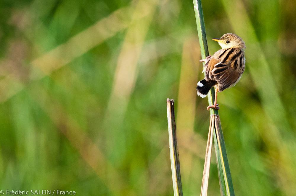 淡灰扇尾莺 / Ashy Cisticola / Cisticola cinereolus