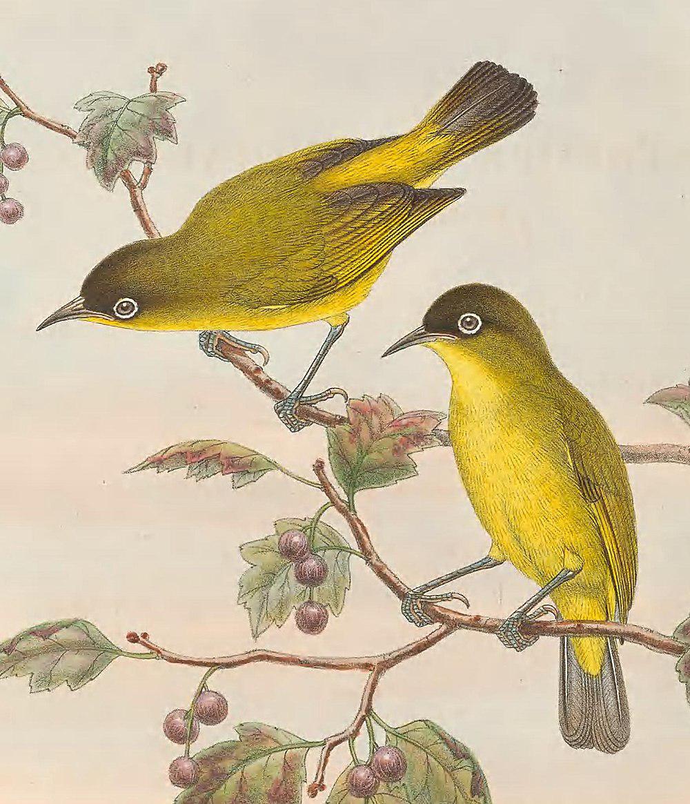 金腹绣眼鸟 / Golden-bellied White-eye / Zosterops uropygialis