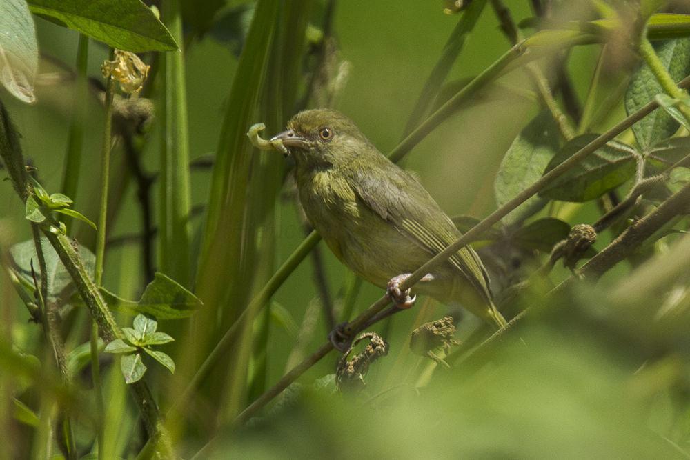 橄榄绿莺雀 / Olivaceous Greenlet / Hylophilus olivaceus