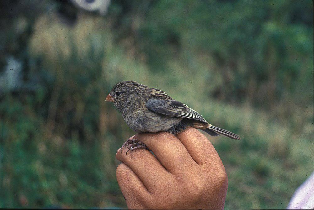 纯色栗臀雀 / Plain-colored Seedeater / Catamenia inornata