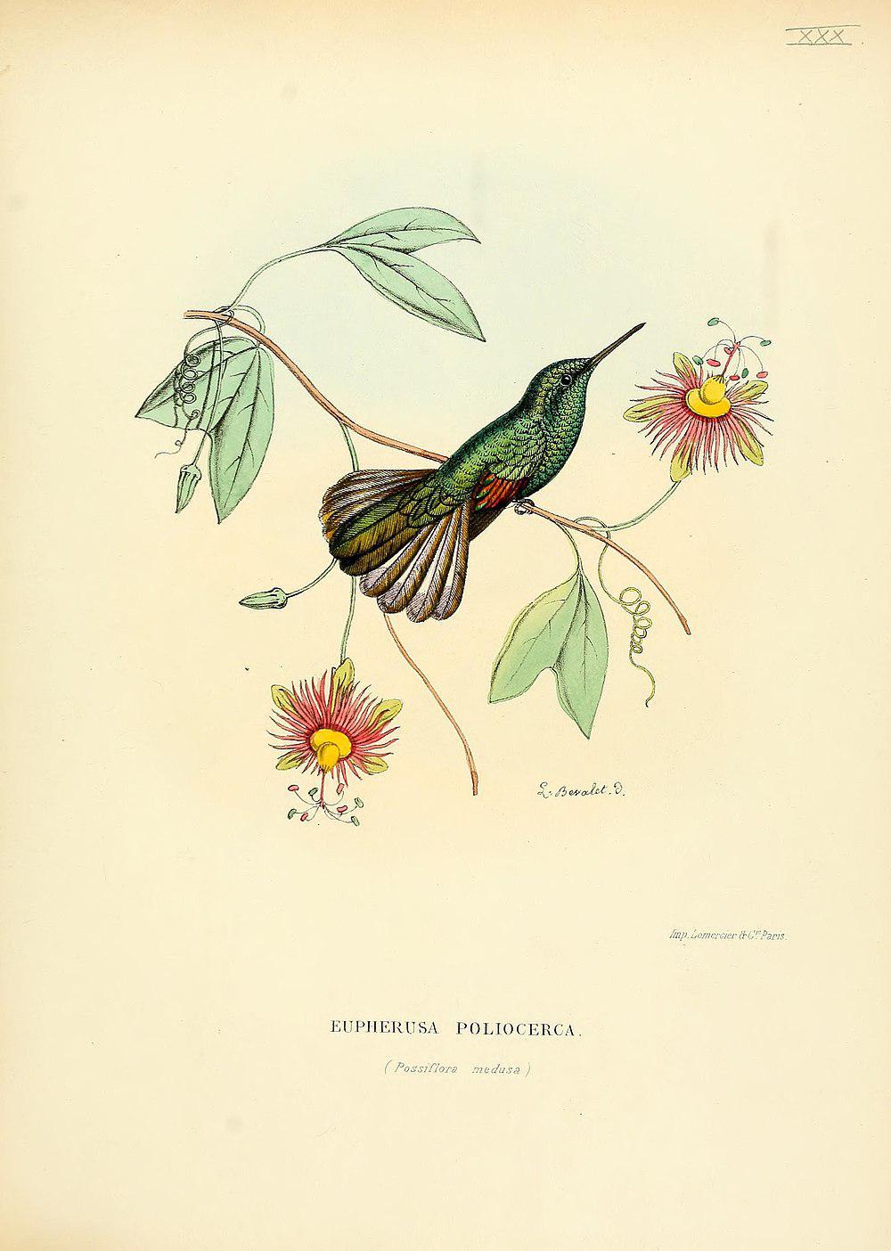 白尾蜂鸟 / White-tailed Hummingbird / Eupherusa poliocerca