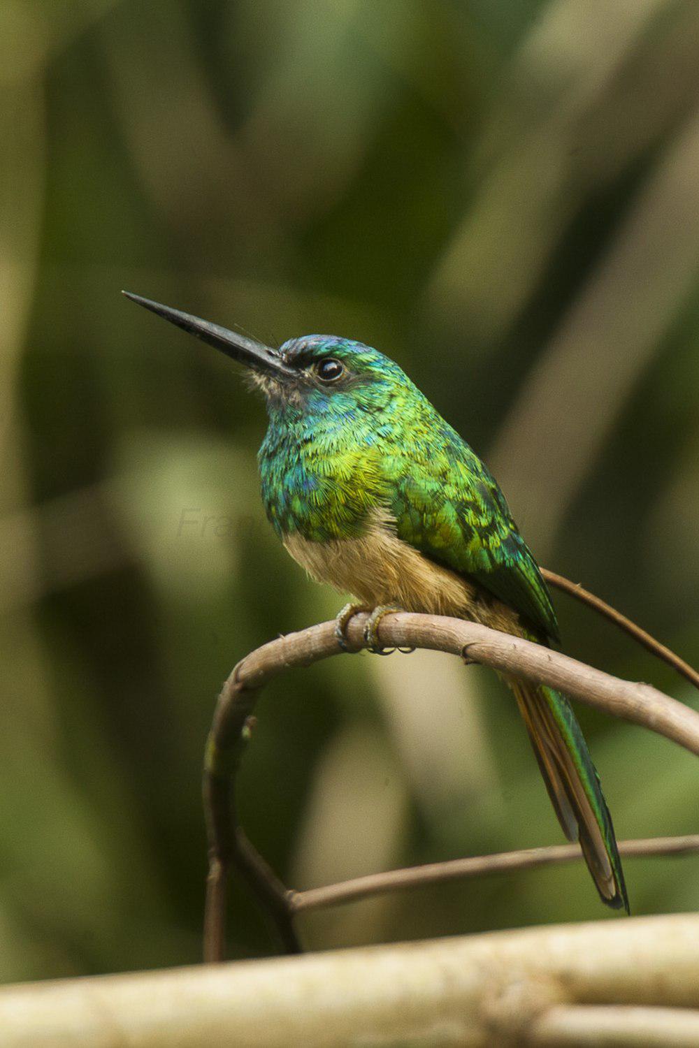 蓝额鹟䴕 / Bluish-fronted Jacamar / Galbula cyanescens