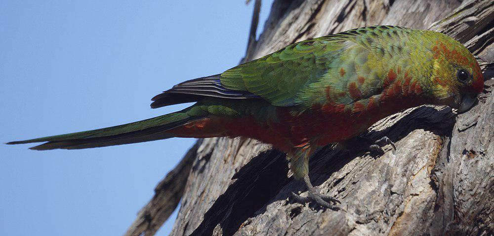 澳西玫瑰鹦鹉 / Western Rosella / Platycercus icterotis