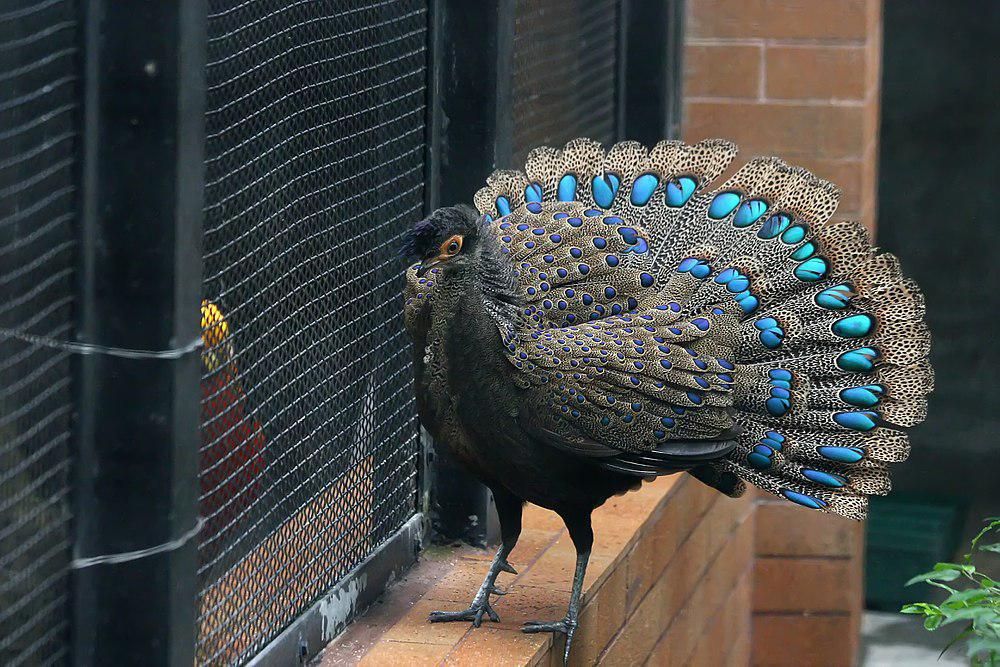 凤冠孔雀雉 / Malayan Peacock-Pheasant / Polyplectron malacense