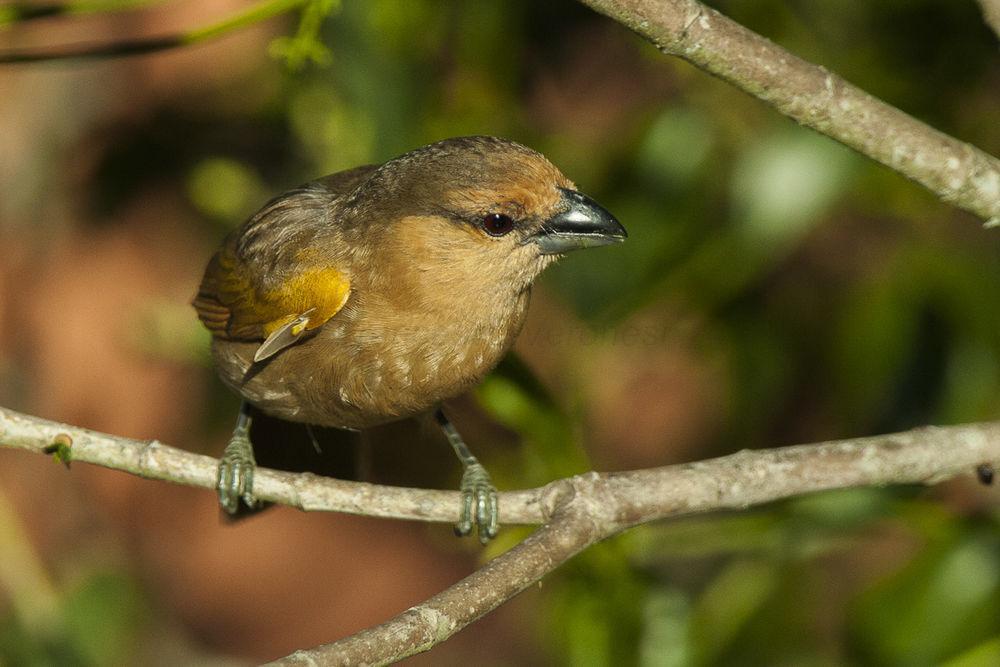 褐唐纳雀 / Brown Tanager / Orchesticus abeillei