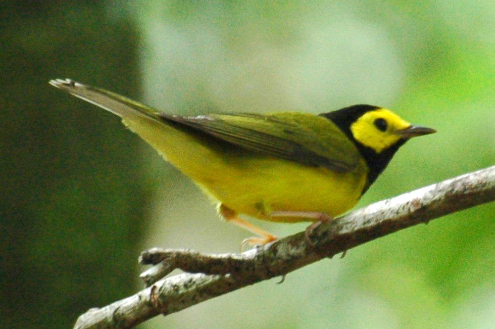 黑枕威森莺 / Hooded Warbler / Setophaga citrina