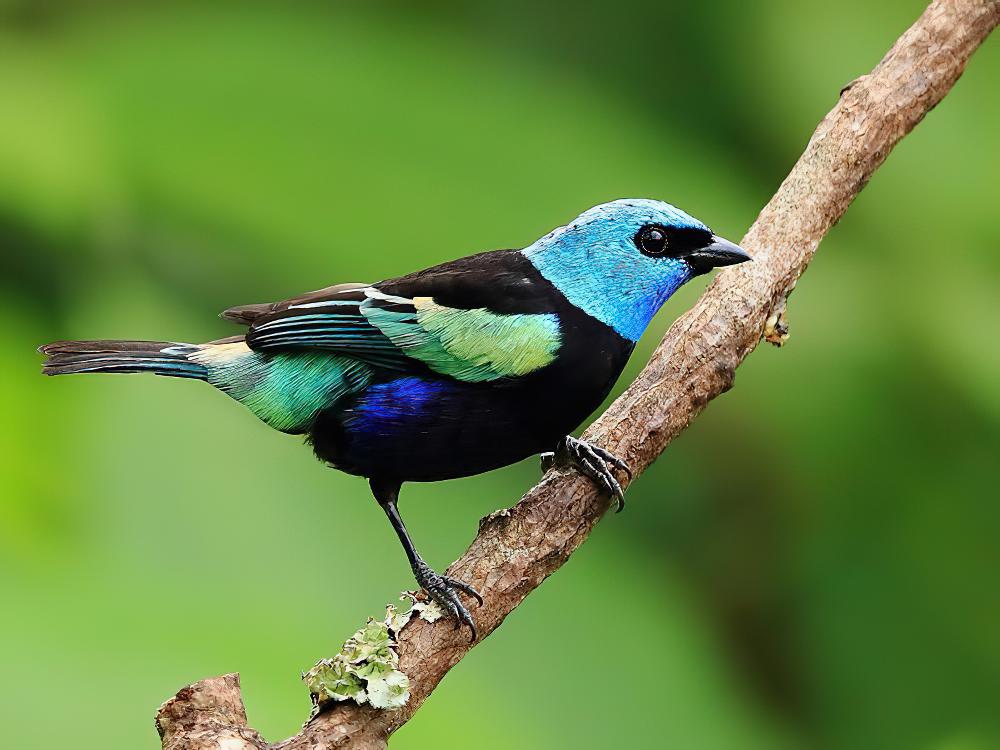 蓝颈唐加拉雀 / Blue-necked Tanager / Stilpnia cyanicollis