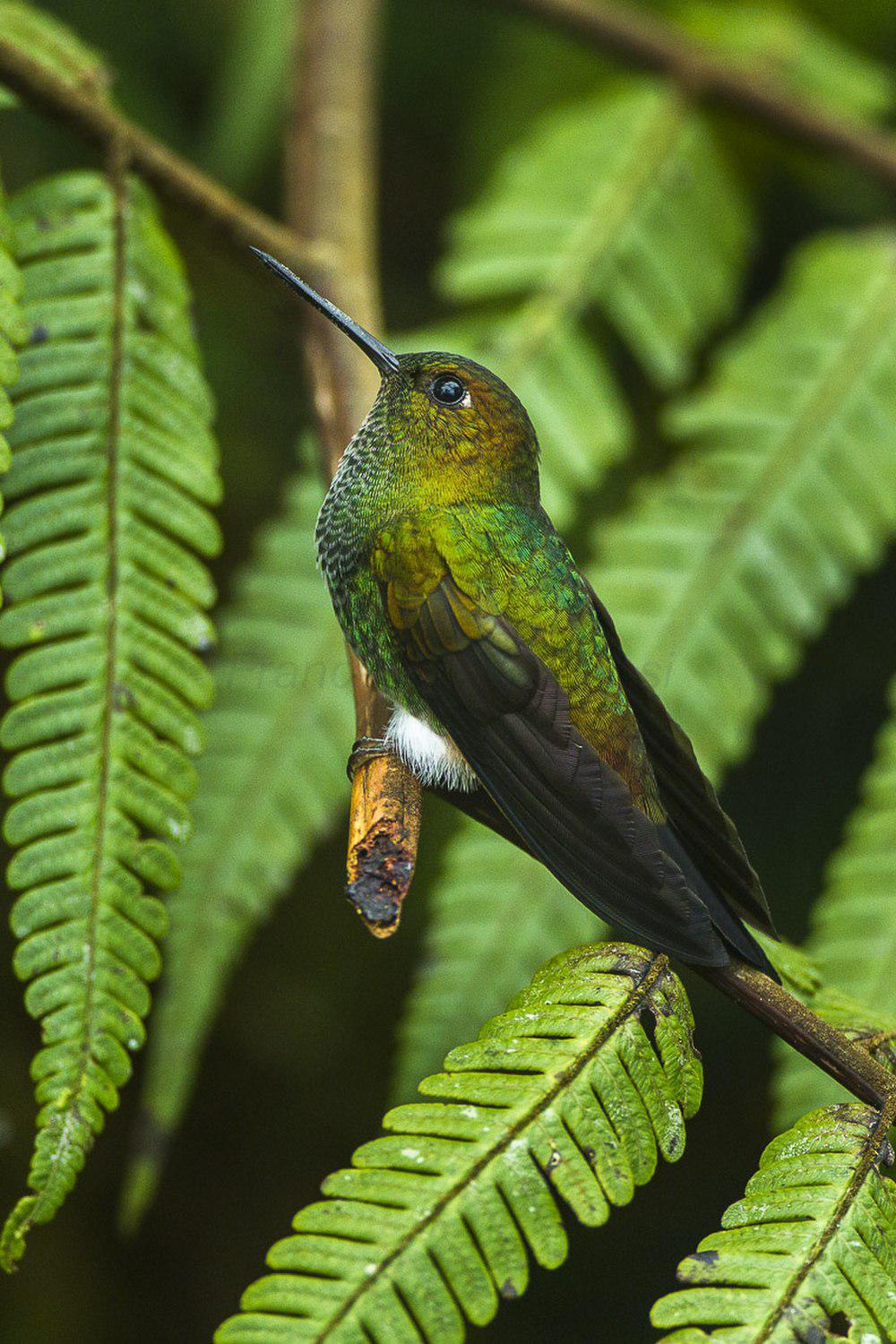 淡绿蓬腿蜂鸟 / Greenish Puffleg / Haplophaedia aureliae