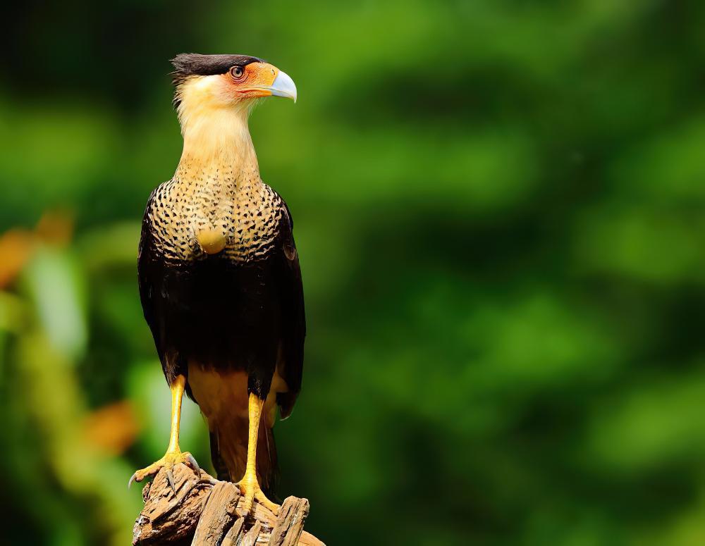 巨隼 / Northern Crested Caracara / Caracara cheriway