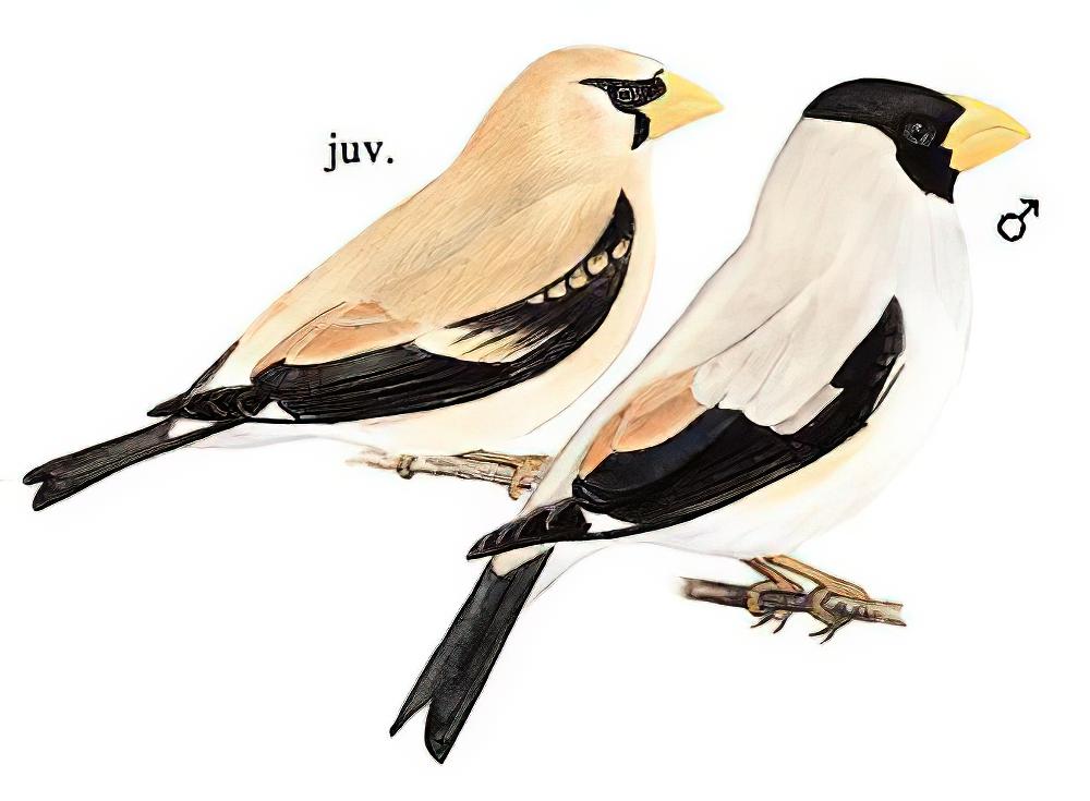 黑头蜡嘴雀 / Japanese Grosbeak / Eophona personata