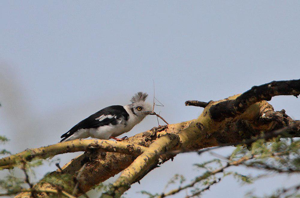 灰冠盔鵙 / Grey-crested Helmetshrike / Prionops poliolophus