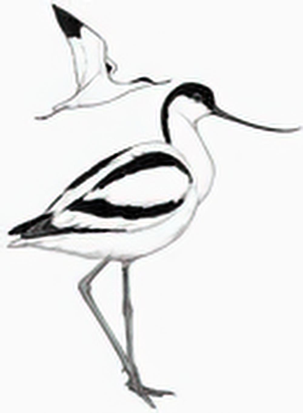 反嘴鹬 / Pied Avocet