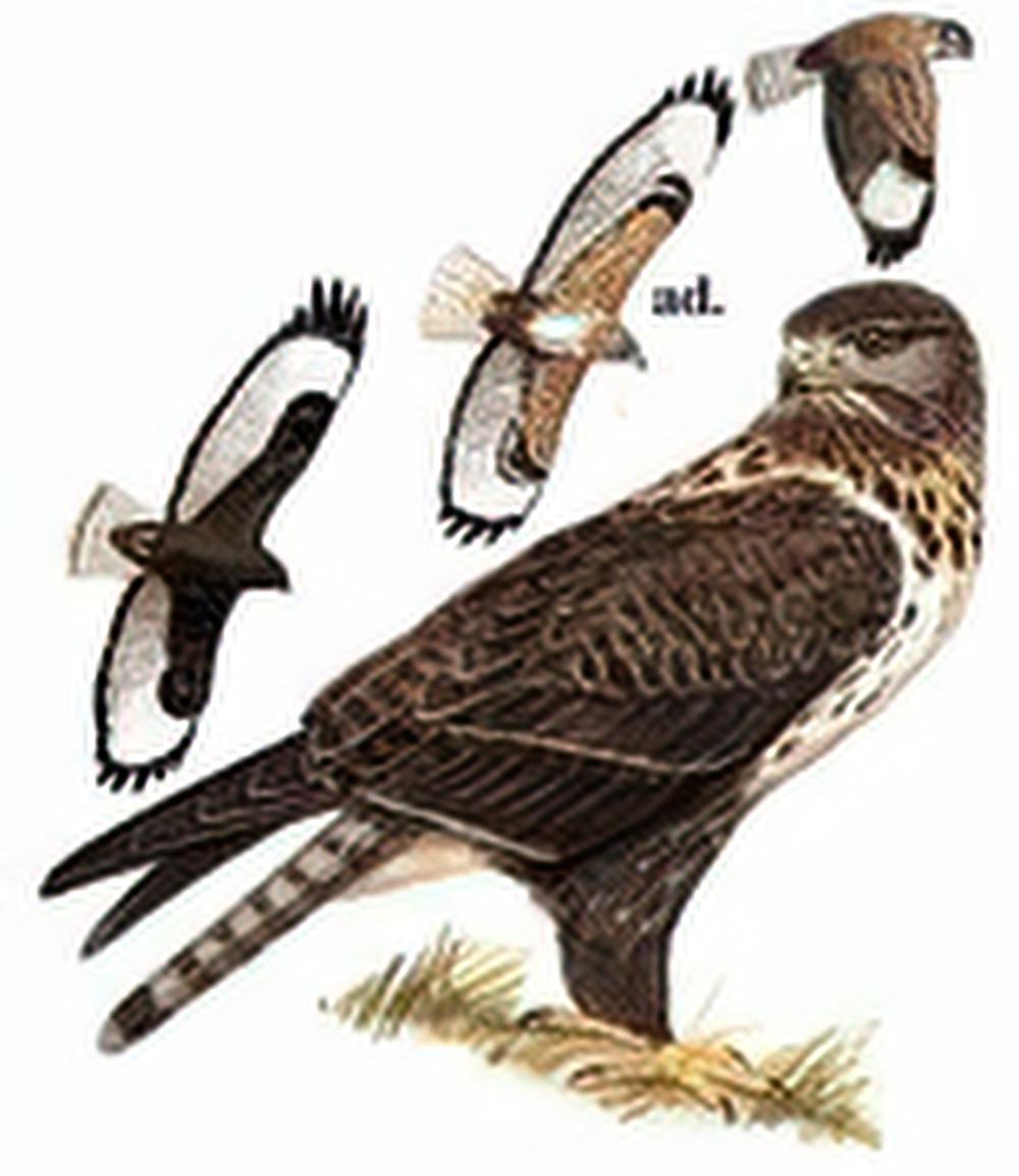 大鵟 / Upland Buzzard