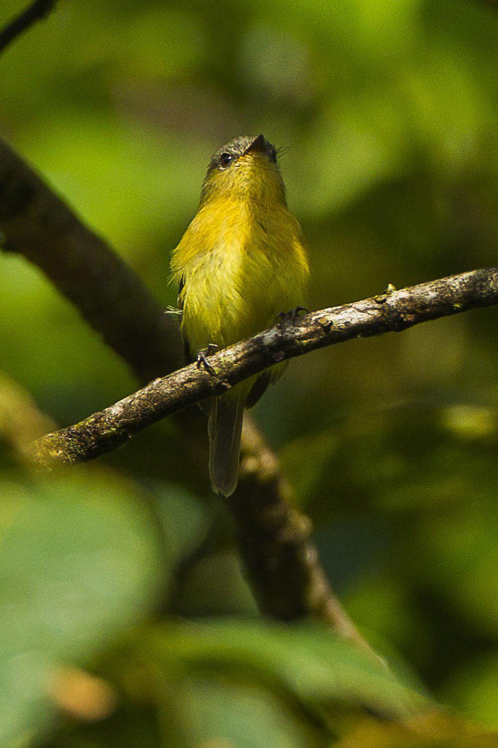 华丽斑翅霸鹟 / Handsome Flycatcher / Nephelomyias pulcher