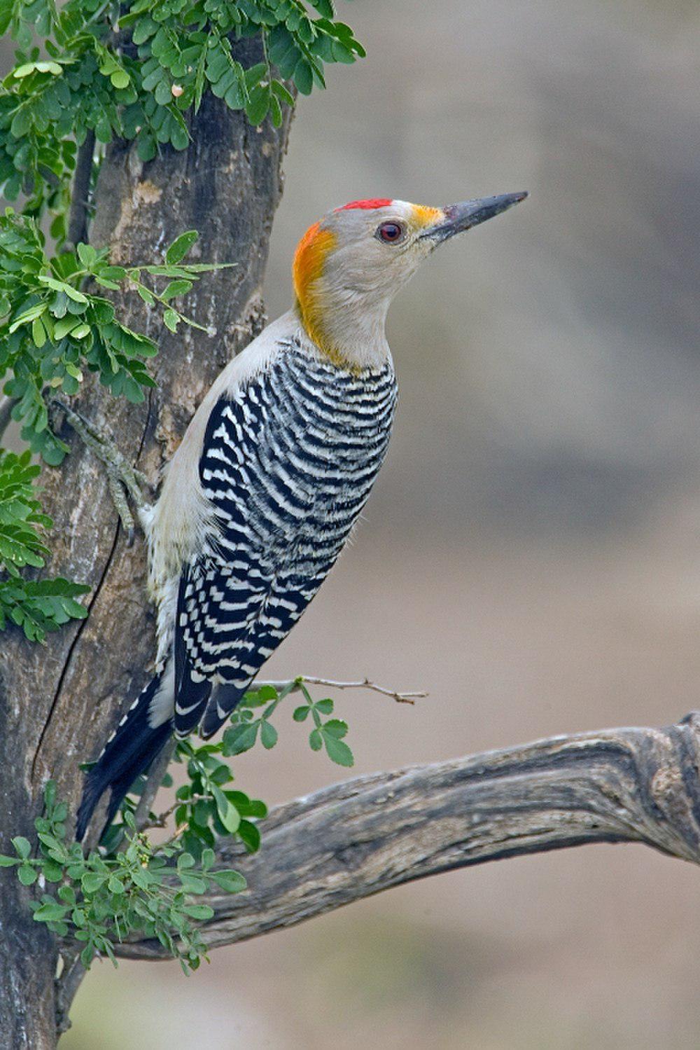 金额啄木鸟 / Golden-fronted Woodpecker / Melanerpes aurifrons