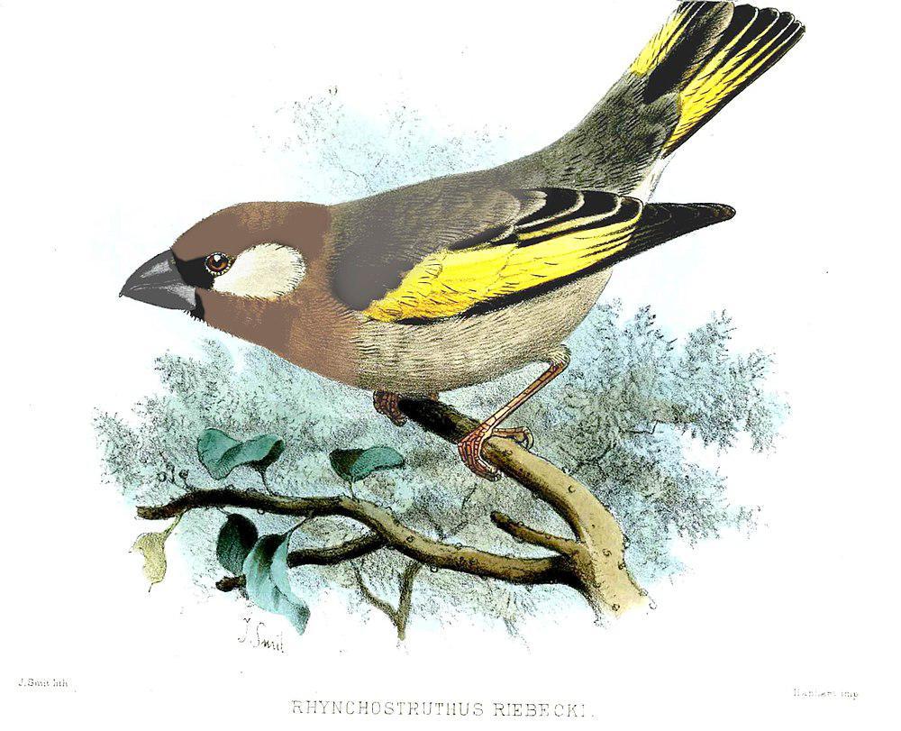 阿拉伯金翅蜡嘴雀 / Arabian Golden-winged Grosbeak / Rhynchostruthus percivali