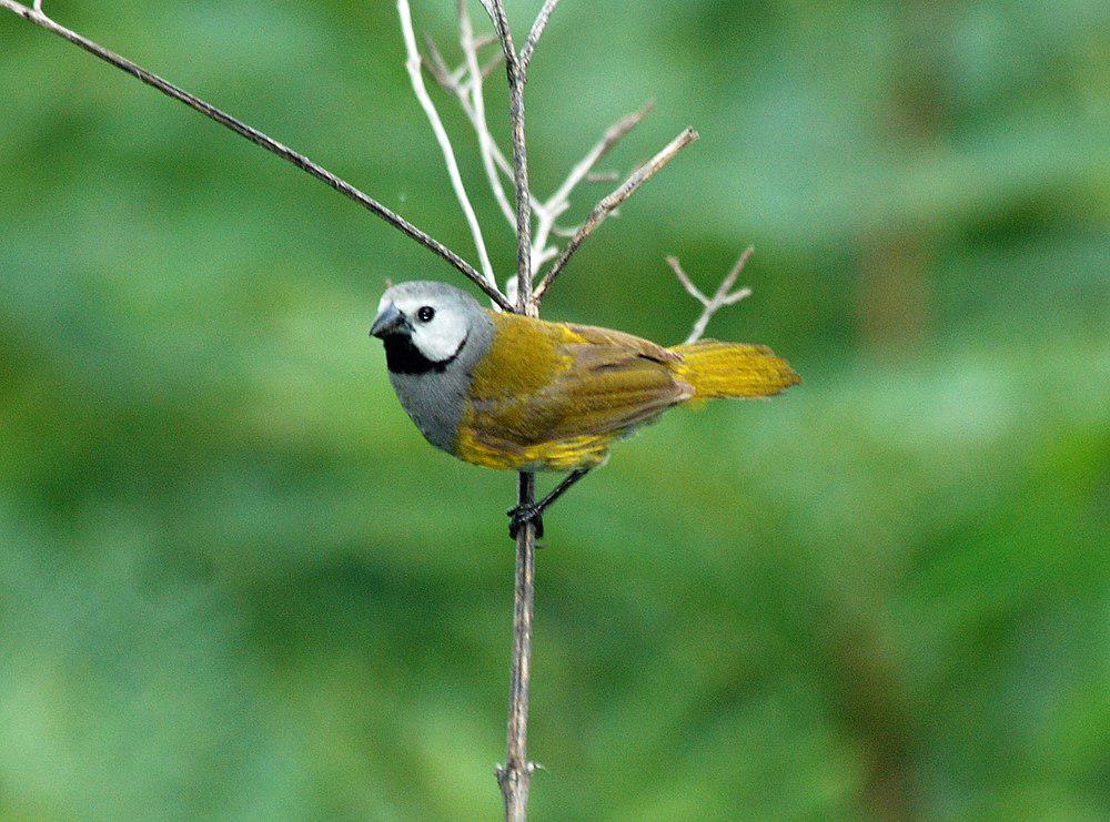 灰头绿背织雀 / Grey-headed Oliveback / Delacourella capistrata