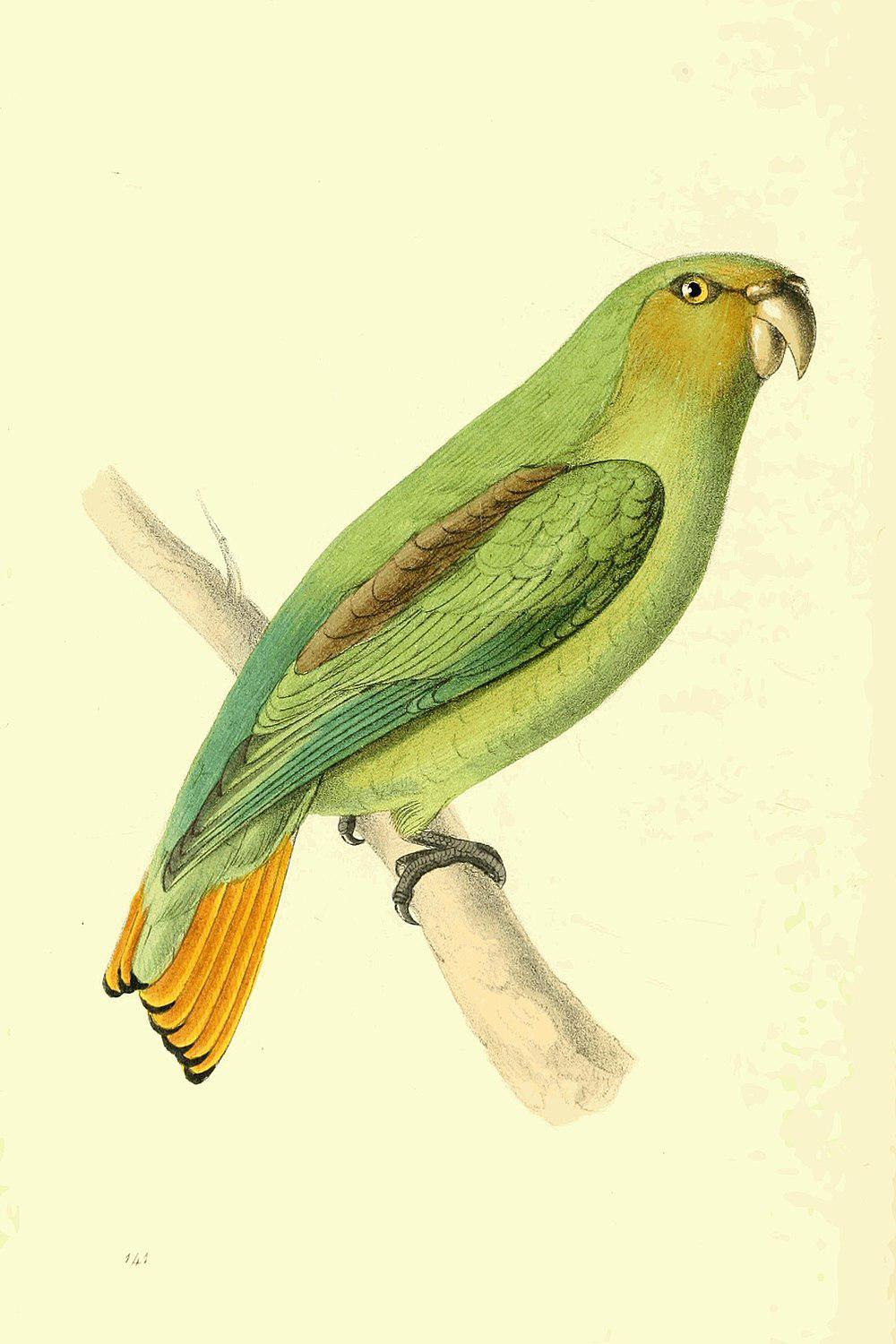 金尾鹦哥 / Golden-tailed Parrotlet / Touit surdus