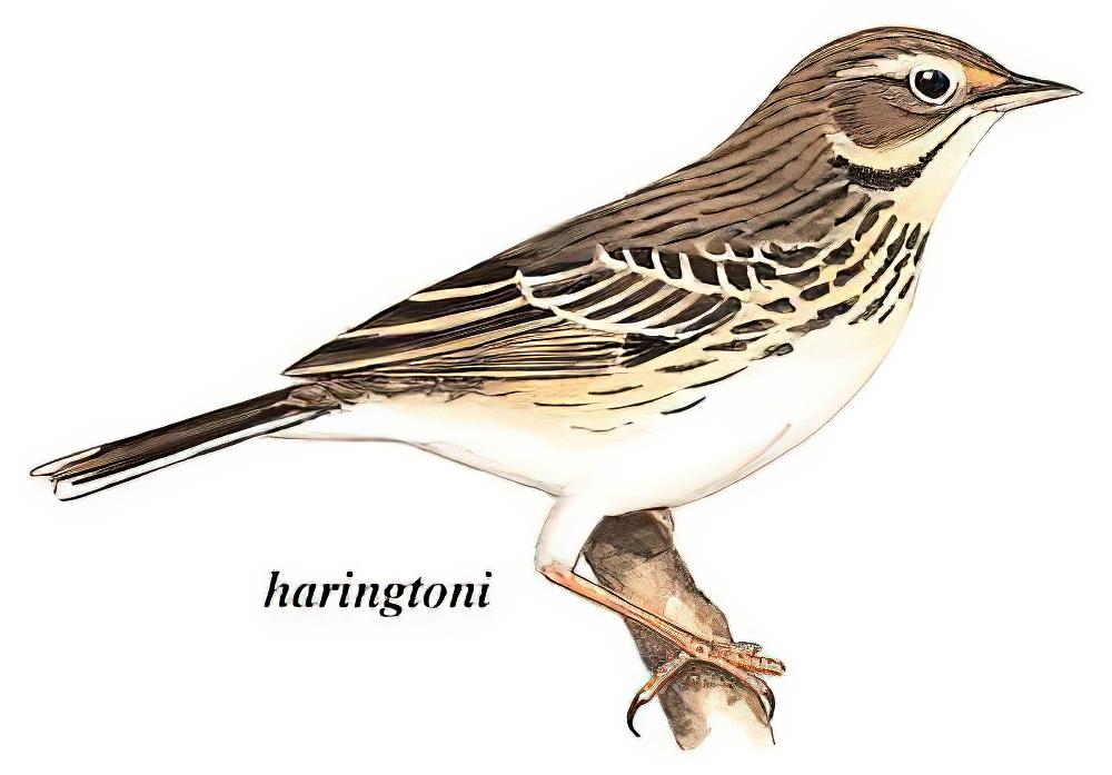 林鹨 / Tree Pipit / Anthus trivialis