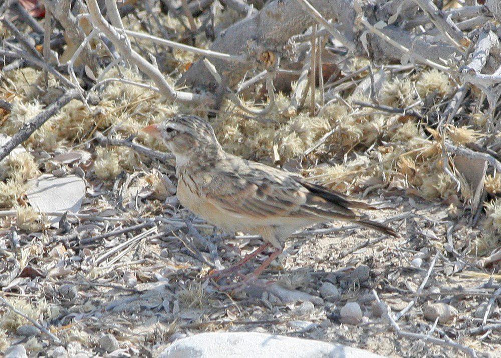 粉嘴沙百灵 / Pink-billed Lark / Spizocorys conirostris