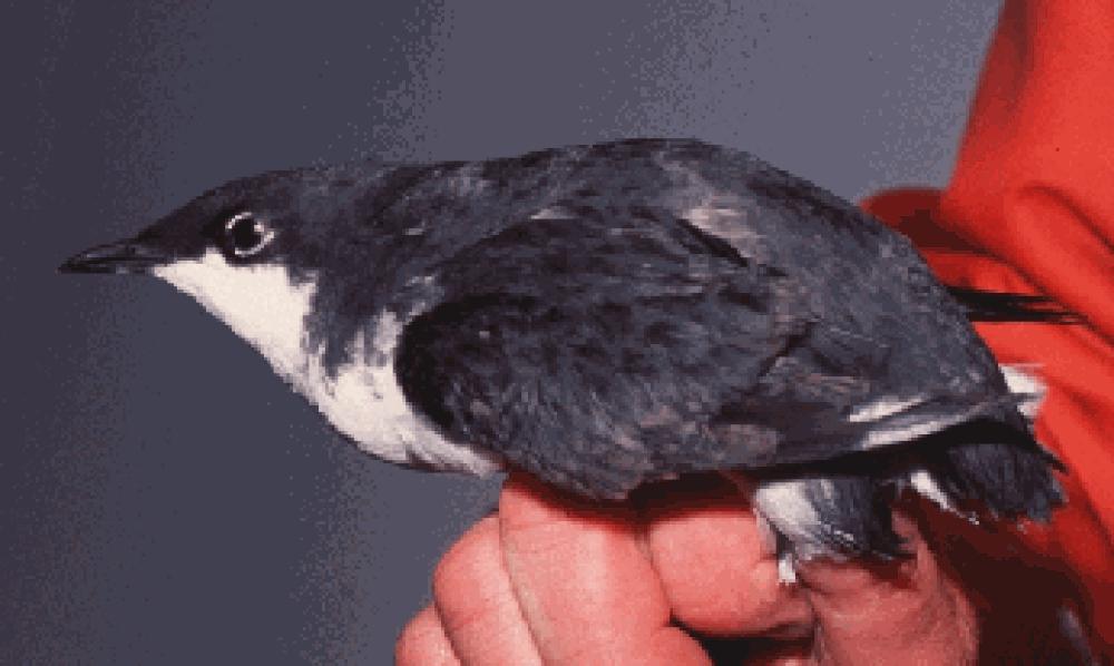 斯氏海雀 / Scripps\'s Murrelet / Synthliboramphus scrippsi