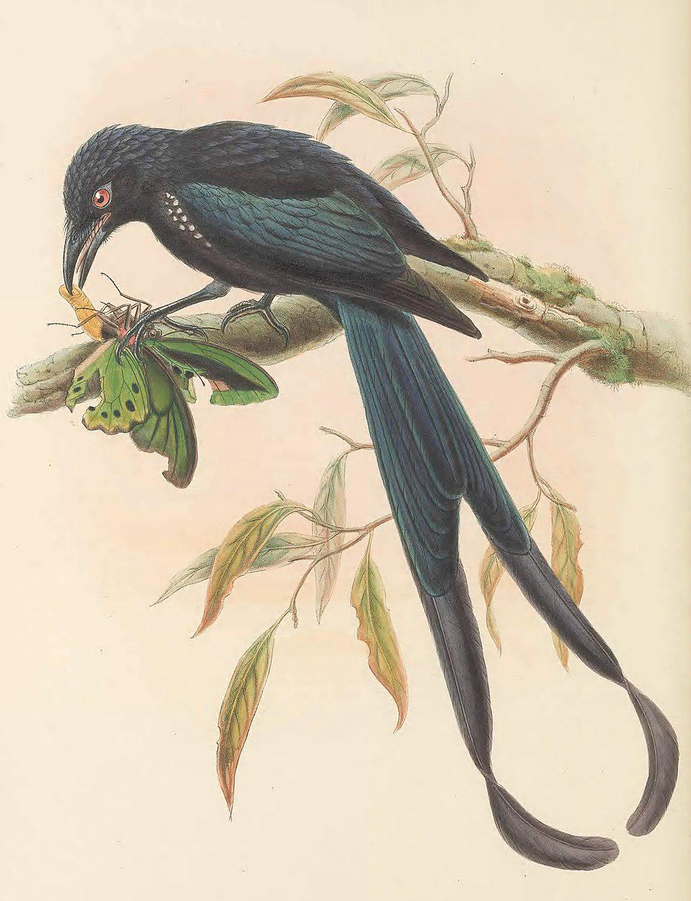 绶带卷尾 / Paradise Drongo / Dicrurus megarhynchus