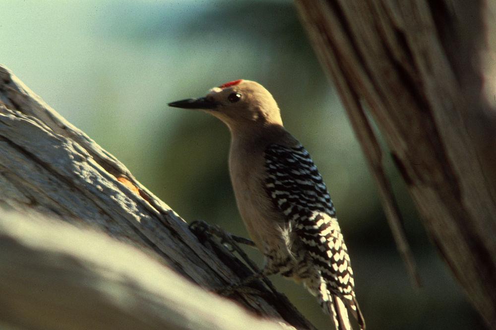 吉拉啄木鸟 / Gila Woodpecker / Melanerpes uropygialis