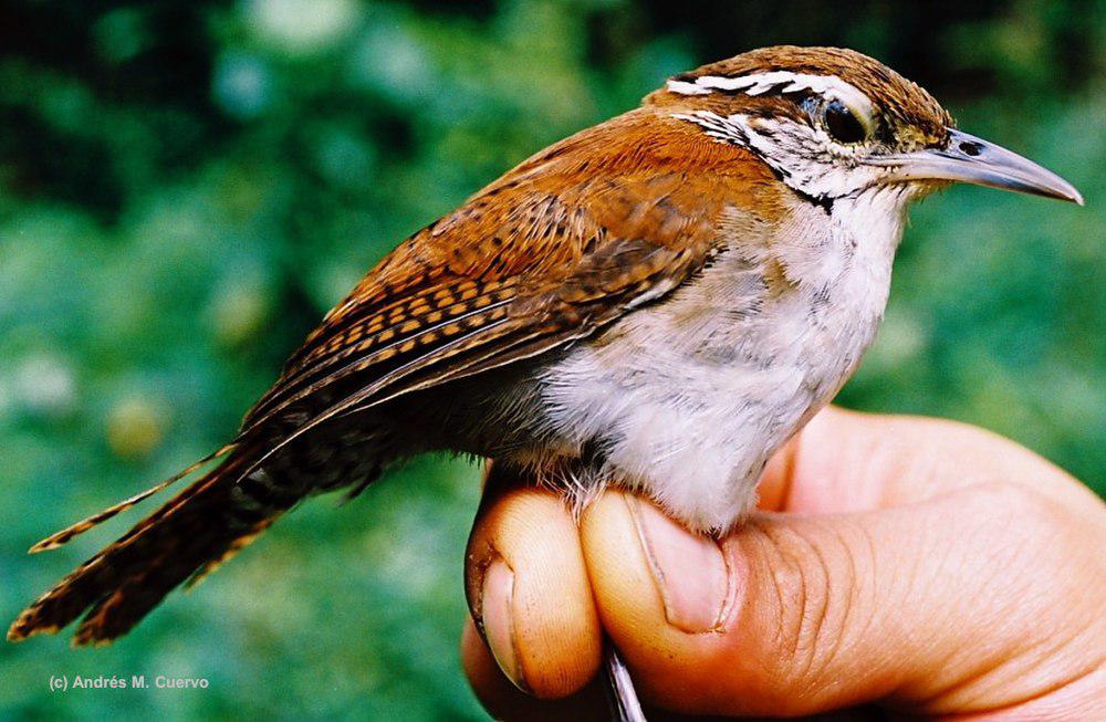 棕白苇鹪鹩 / Rufous-and-white Wren / Thryophilus rufalbus