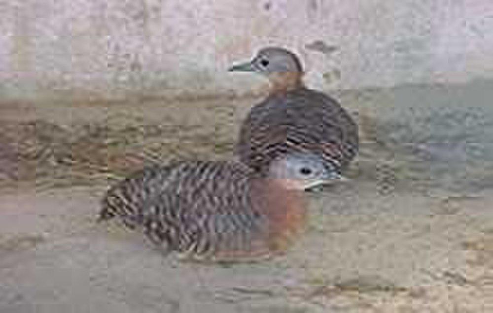 杂色穴䳍 / Variegated Tinamou / Crypturellus variegatus