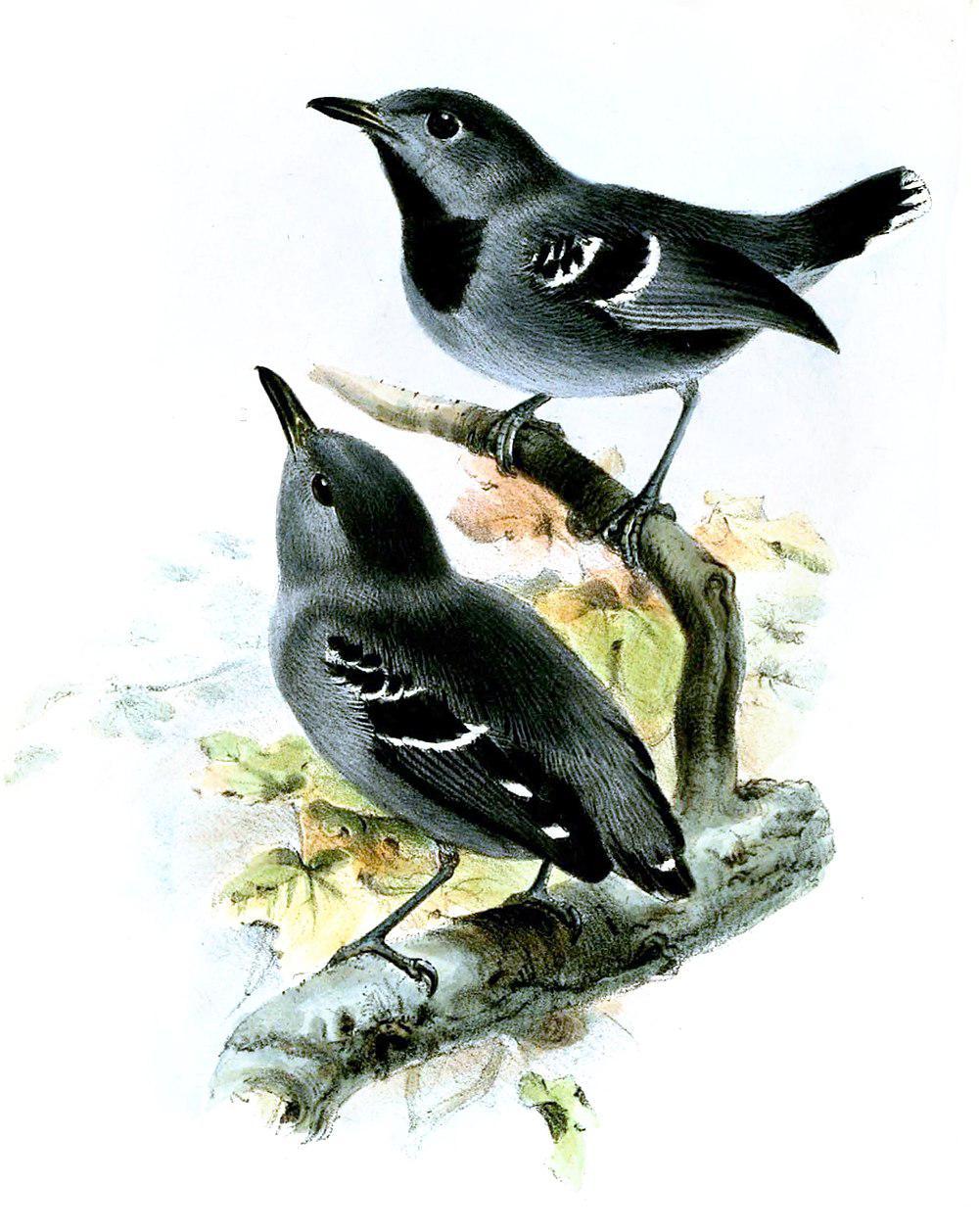 纯色喉蚁鹩 / Plain-throated Antwren / Isleria hauxwelli