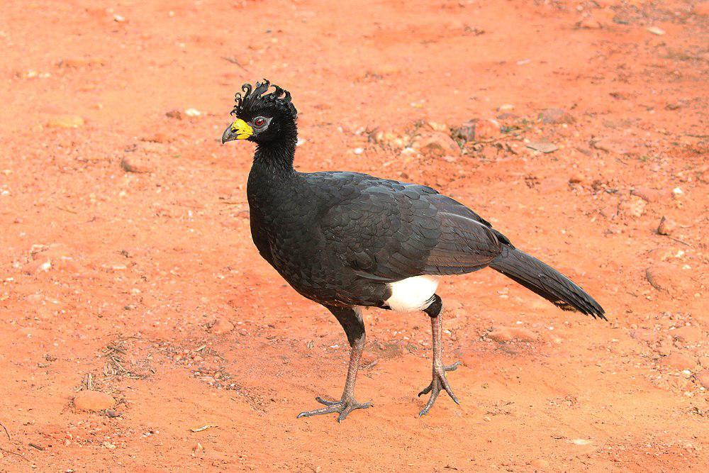 裸面凤冠雉 / Bare-faced Curassow / Crax fasciolata