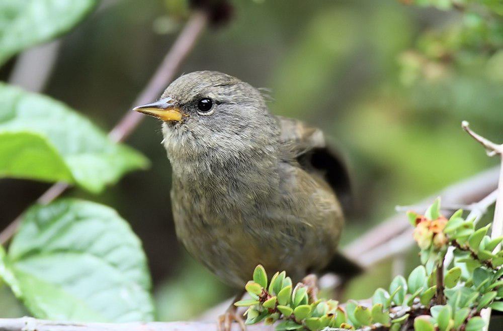 尖嘴雀鹀 / Peg-billed Finch / Acanthidops bairdi