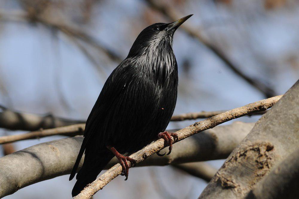 纯色椋鸟 / Spotless Starling / Sturnus unicolor