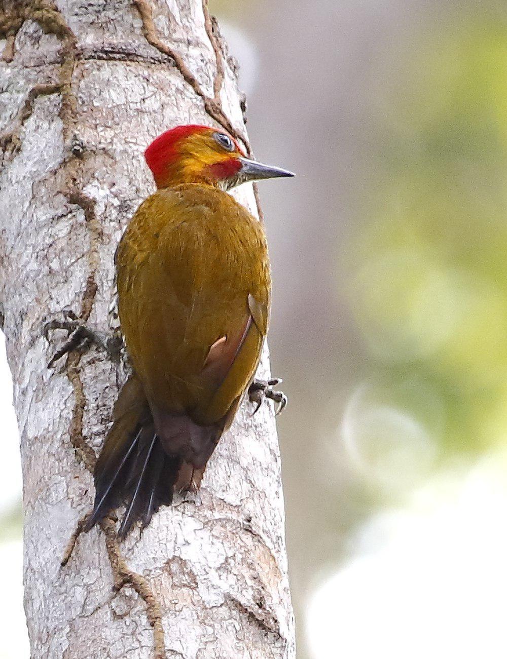 白喉琢木鸟 / White-throated Woodpecker / Piculus leucolaemus