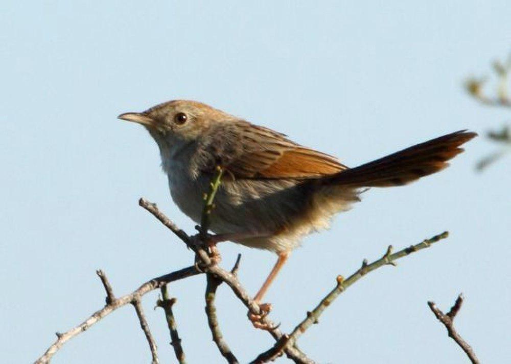 灰背扇尾莺 / Grey-backed Cisticola / Cisticola subruficapilla