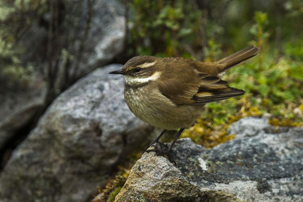 红翅抖尾地雀 / Chestnut-winged Cinclodes / Cinclodes albidiventris