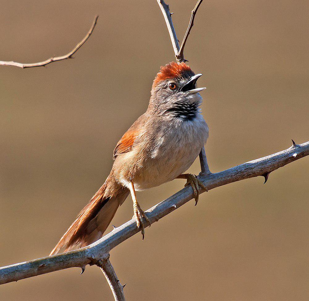 淡胸针尾雀 / Pale-breasted Spinetail / Synallaxis albescens